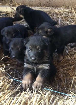 Pui Ciobanesc German - imagine 2