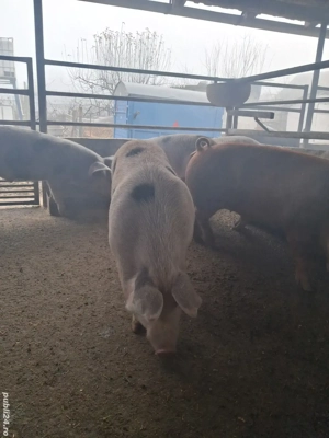 de vânzare 5 masculi  80..110 kg rasă duroc și petrean 