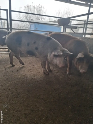 de vânzare 5 masculi  80..110 kg rasă duroc și petrean  - imagine 3
