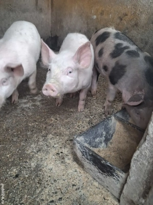 de vânzare 3 masculi 25..30 kg rasă marele alb și petrean  - imagine 3