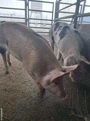 de vânzare 2 scrofițe 70..75 kg rasă duroc și petrean ofer transport 