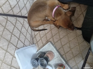 Donez cățelușa Tekel.  - imagine 2