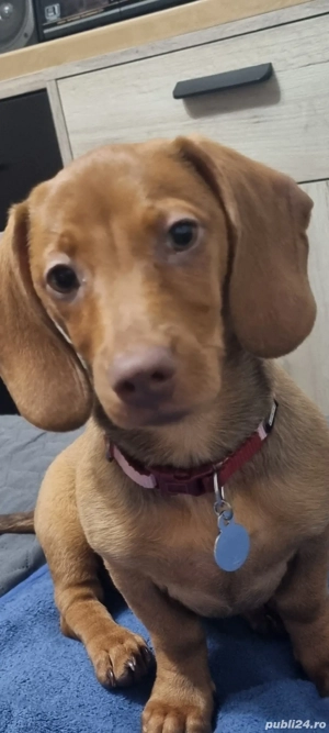 Donez cățelușa Tekel. 