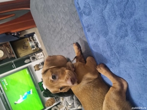 Donez cățelușa Tekel.  - imagine 3