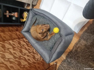 Donez cățelușa Tekel.  - imagine 4