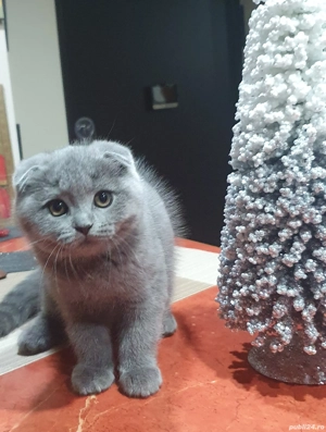 Vine Moș Craciun cu pisoiași drăgălași Scottish Fold 