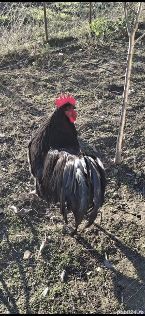 vand cocosi australorp . - imagine 3