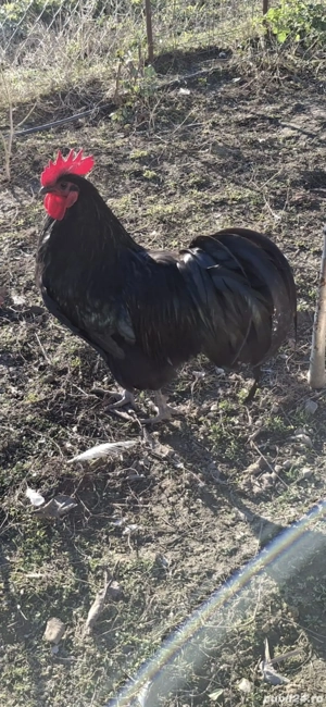 vand cocosi australorp . - imagine 2