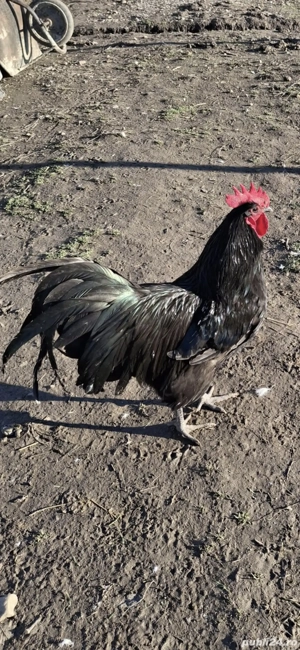 vand cocosi australorp . - imagine 5