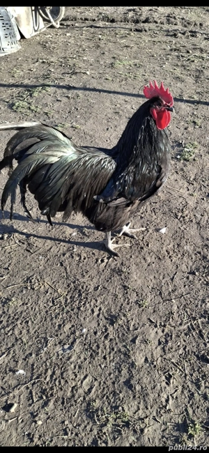 vand cocosi australorp . - imagine 4