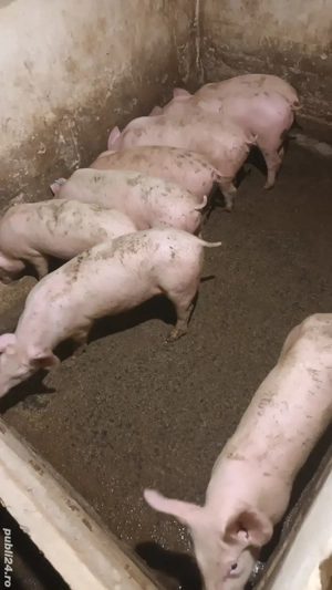 Vand purcei - imagine 2