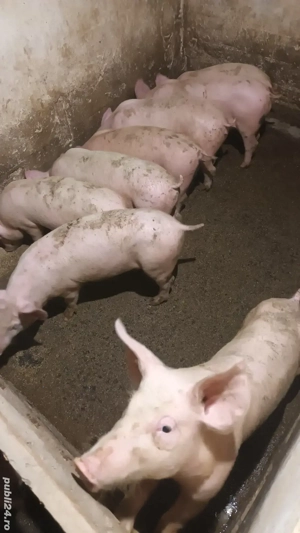 Vand purcei - imagine 3