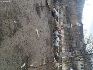 Vând curci și curcani de casa