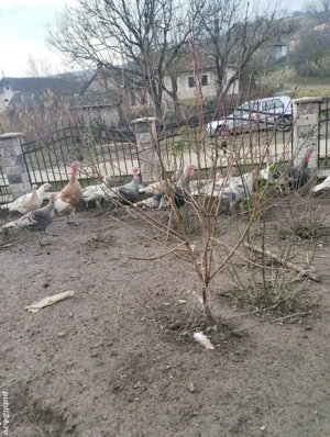 Vând curci și curcani de casa - imagine 3