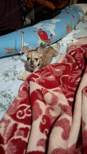 Vand pui buldog francez