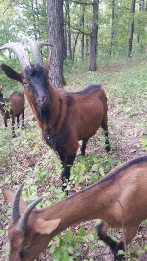 Tap alpin francez de vanzare - imagine 2