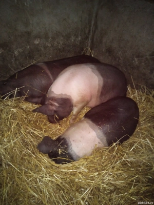 vând porci bazna  - imagine 2