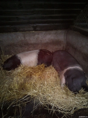 vând porci bazna  - imagine 3