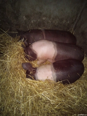 vând porci bazna  - imagine 4