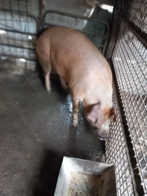 Duroc crescut natural - imagine 5