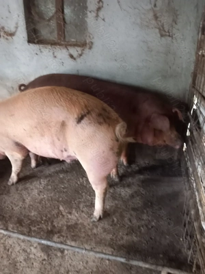 Duroc crescut natural - imagine 3