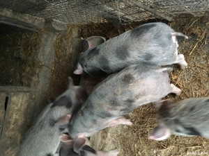 Vand godini de trei luni  - imagine 3