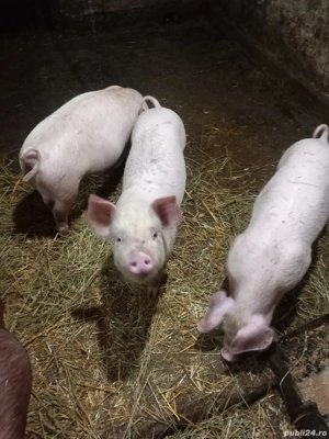 Vand purcei 2 luni  - imagine 2