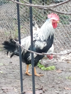 Leghorn argintiu de vânzare  - imagine 3