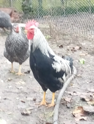 Leghorn argintiu de vânzare 