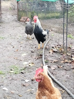 Leghorn argintiu de vânzare  - imagine 5