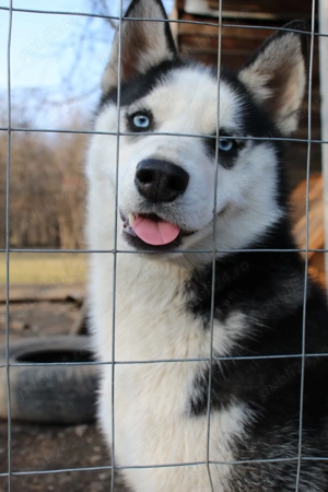 Vand husky siberian - imagine 3