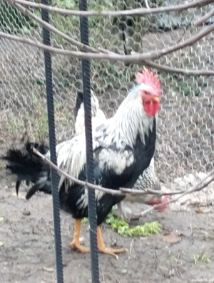 Leghorn argintiu de vânzare  - imagine 2