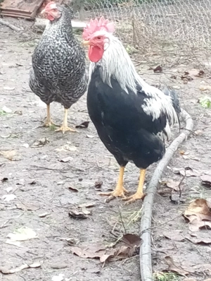 Leghorn argintiu de vânzare  - imagine 4