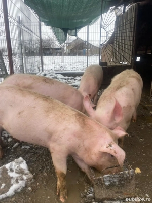 Purcei de vanzare  - imagine 4