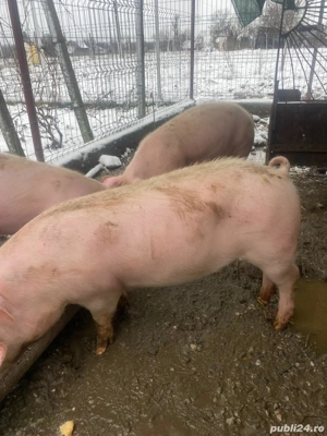 Purcei de vanzare  - imagine 2