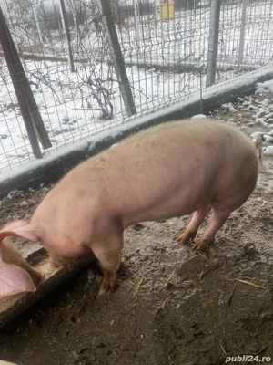 Purcei de vanzare  - imagine 3