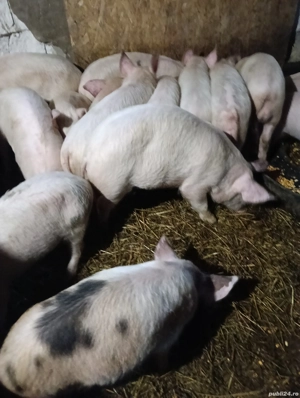 vand purcei - imagine 3