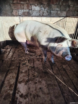 Purcea de vânzare se poate vedea in Păușești Otasau jud Vâlcea relații la Nr de telefon  - imagine 3