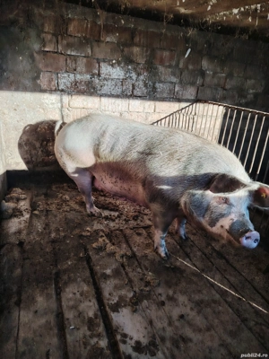 Purcea de vânzare se poate vedea in Păușești Otasau jud Vâlcea relații la Nr de telefon  - imagine 2