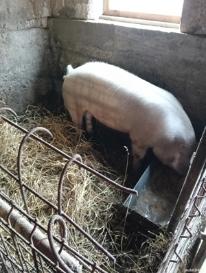 Porc de vînzare la Șieu Cristur  - imagine 2