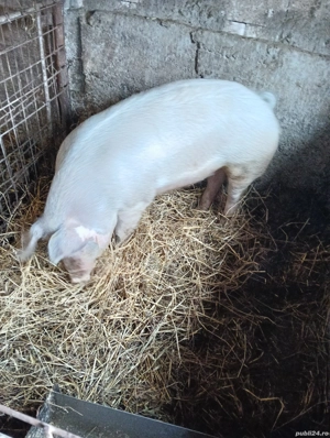 Porc de vînzare la Șieu Cristur 