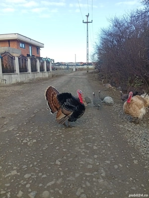 Vând curcan tânăr 40 lei kg viu