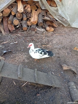 Vând 5 rațe mute și un rățoi  - imagine 4