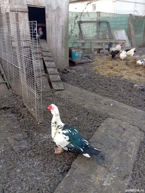 Vând 5 rațe mute și un rățoi  - imagine 3