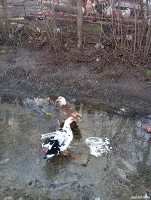 Vând 5 rațe mute și un rățoi 