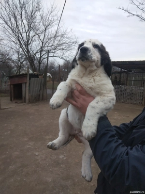 Femelă de Asia Centrala  - imagine 2