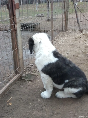 Femelă de Asia Centrala  - imagine 3