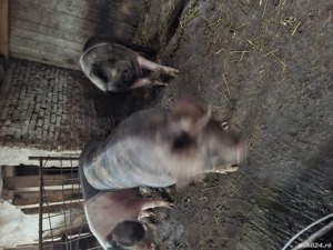 purcei soldani si porci - imagine 3