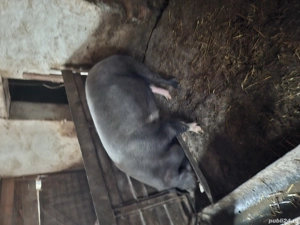 purcei soldani si porci - imagine 5