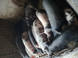 purcei soldani si porci - imagine 4